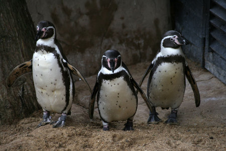 Humboldt Penguinの写真素材