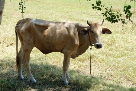 Thai brown cow standing in meadow.の写真素材