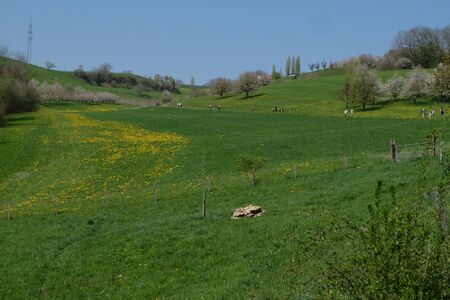Beautiful landscape with cherry blossom trees and yellow flowers field in Switzerland.の写真素材