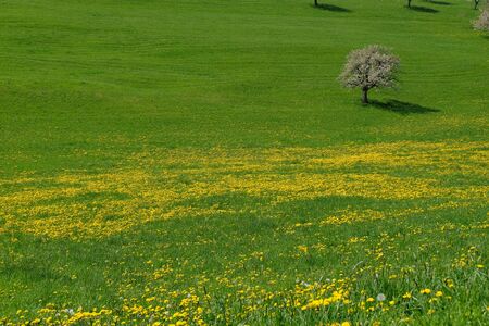 Beautiful landscape with cherry blossom trees and yellow flowers field in Switzerland.の写真素材