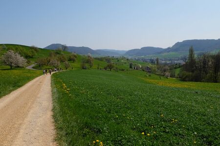 Beautiful landscape with cherry blossom trees and yellow flowers field in Switzerland.の写真素材