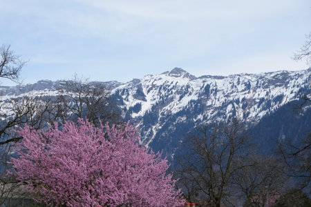 Beautiful Spring pink cherry blossom sakura over blue sky and snow mountains background.