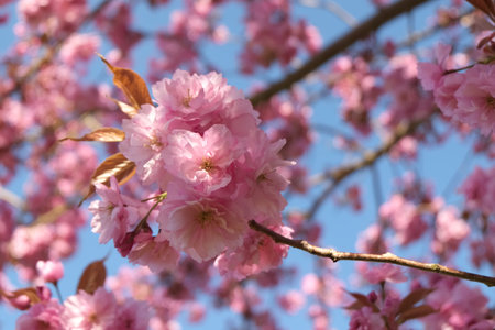 Pink Sakura Flowers blooming against the blue sky. Beautiful Cherry tree blossom in springtime...