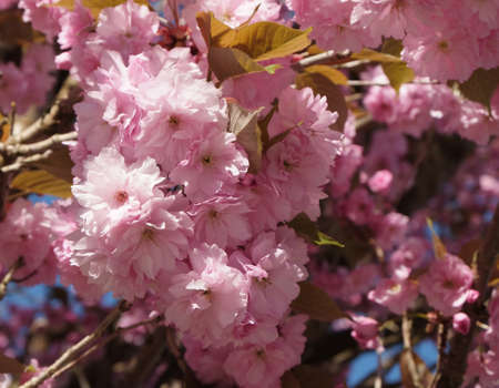 Pink Sakura flowers blooming. Beautiful Cherry tree blossom in springtime close-up background.の写真素材