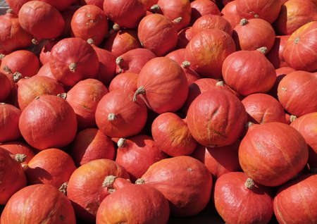 A pile of pumpkins for sale.の写真素材