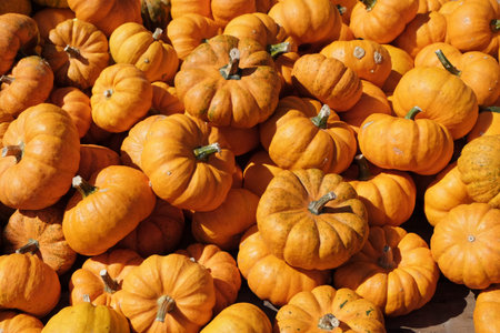 A pile of pumpkins for sale.