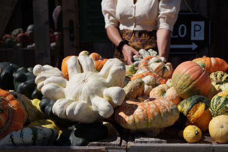 Pumpkins of various colors and species are stacked on the table for sale.の写真素材