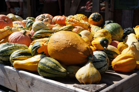 Pumpkins of various colors and species are stacked on the table for sale.の写真素材