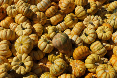 A pile of pumpkins for sale.の写真素材