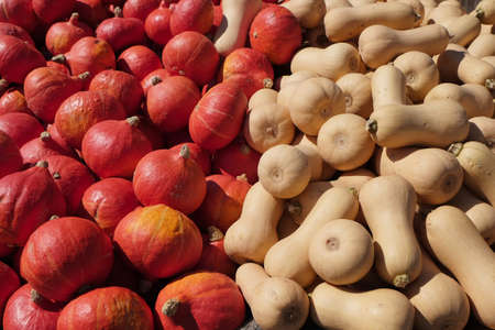 Pumpkins of various colors and species are stacked on the table for sale.の写真素材
