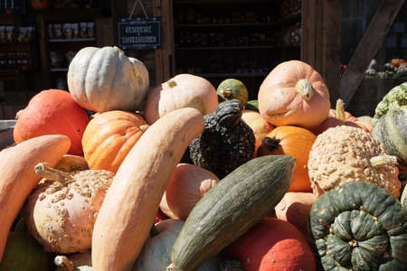 Pumpkins of various colors and species are stacked on the table for sale.の写真素材