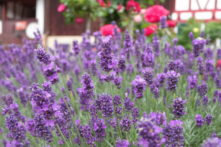 Beautiful Lavender blooms along the walkway. Lavender garden background.の写真素材