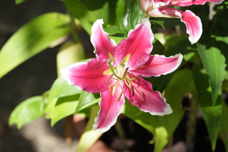 Beautiful pink lily in the garden on a sunny day.の写真素材