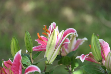 Beautiful pink lily flower in the garden with blurred background.の写真素材