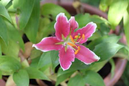pink lily flower in the garden, nature background, closeupの写真素材