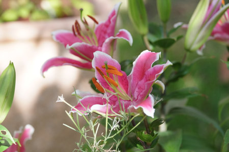 Pink lily flower in the garden, closeup of photo.の写真素材