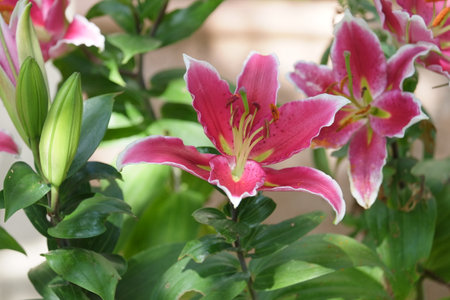 Beautiful pink lily flowers in the garden. Nature background.の写真素材