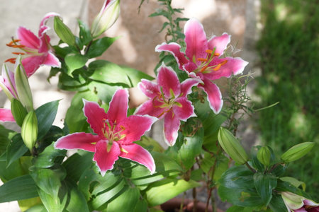 Beautiful pink lily flowers in the garden. Nature background.の写真素材
