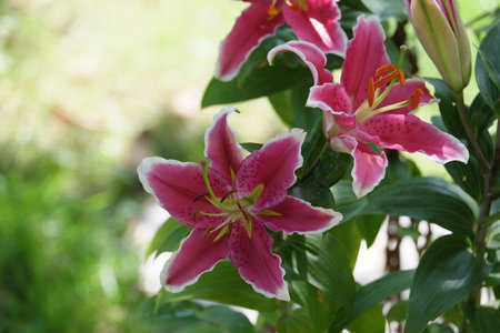 Pink lily flowers in the garden on a sunny summer day.の写真素材