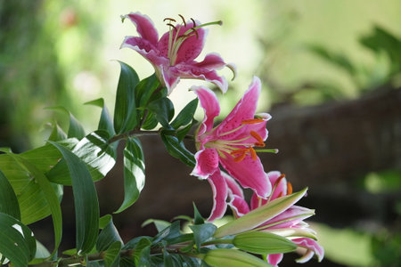 Pink lily flowers in the garden on green background, stock photoの写真素材