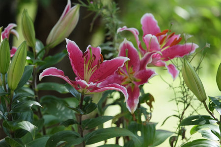 Beautiful pink Lily flowers outdoors on a sunshine day. Flowers are blooming in spring.の写真素材