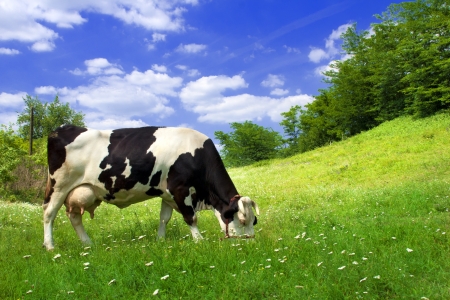 Spotted cow grazing on beautiful green meadow against a blue skyの写真素材