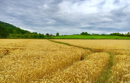 wheat fieldの素材