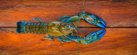 A crayfish also known as a (yabbie) with blue claws on a wooden chopping board ready to be prepared...