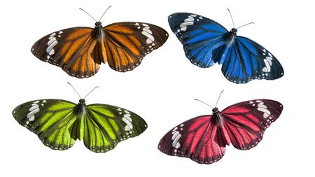 various coloured butterflies illustrated with oil paint effect isolated on white backgroundの写真素材