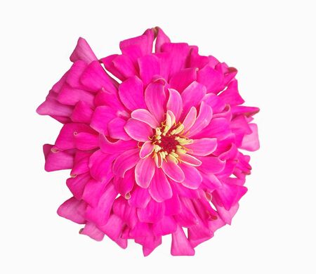 pink zinnia elegans flower isolated on white backgroundの写真素材