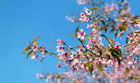 Prunus cerasoides in Chiang Mai thailandの写真素材