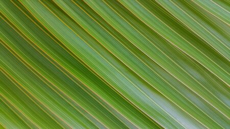 green leaf wallpaper and textureの写真素材