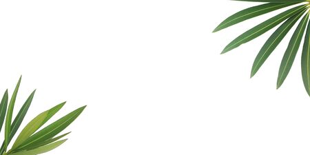 green leafs on white background wallpaperの写真素材