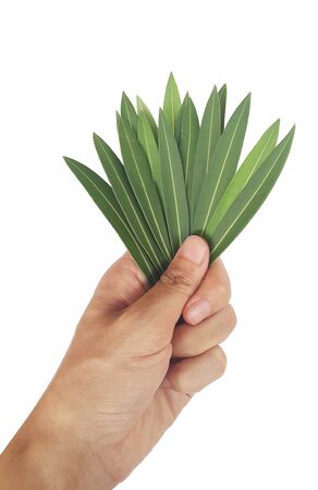 green leaves in the handの写真素材