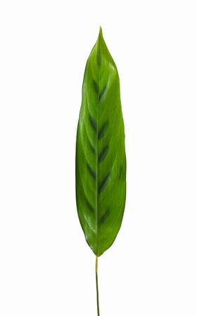 green leaves on white backgroundの写真素材