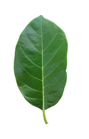 Jackfruit leaves isolated with clipping path on white backgroundの写真素材