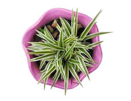 spider plant in pink pots isolate on white backgroundの写真素材