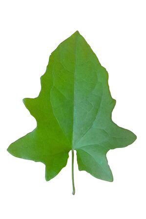tropical green leaves isolated on white backgroundの写真素材