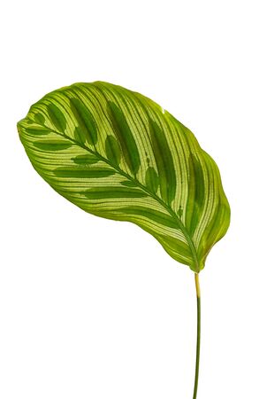 tropical green leaves on white backgroundの写真素材