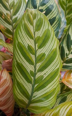 tropical multiple green leaves and Brown leavesの写真素材