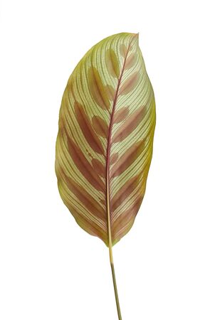 tropical leaves on white backgroundの写真素材