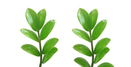 Zamioculcas Zamiifolia green leaf isolated on white backgroundの写真素材
