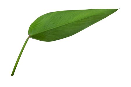 tropical green leaves on white backgroundの写真素材