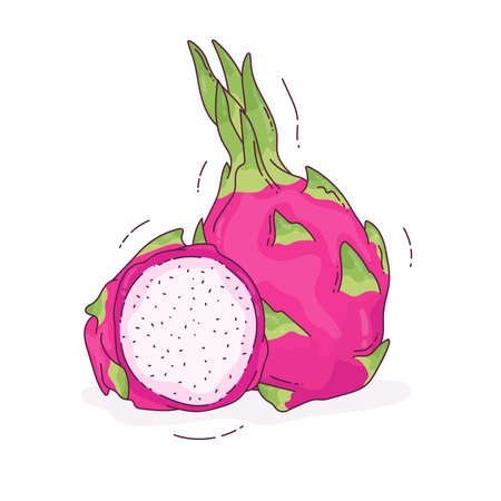 Summer tropical fruits for healthy lifestyle. Red dragon fruit  whole fruit and halfのイラスト素材