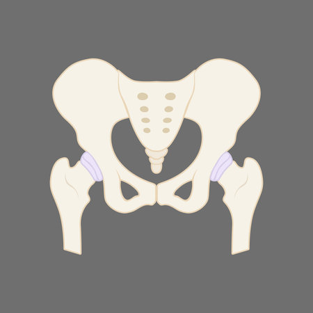 Illustration of the human pelvis boneのイラスト素材