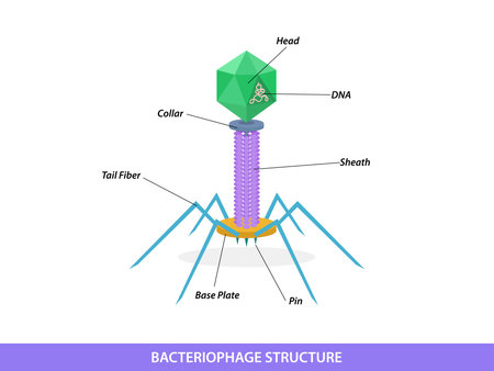 Structure of typical bacteriophage virusのイラスト素材