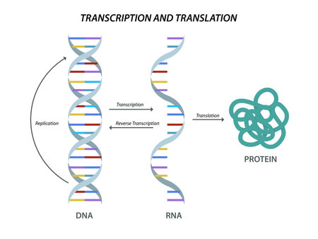 Scientific biological model DNA and RNA transcription and translationのイラスト素材