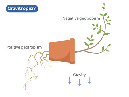 Gravitropism. Geotropism. The Plant Differential Growth in Response to Gravityのイラスト素材