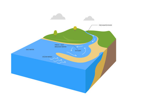 Estuaries water body structure with salt and freshwater outline diagram. river stream flow to ocean and mixing water formationのイラスト素材