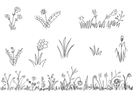 Hand-drawn simple vector drawing in black outline. Wild meadow grasses, wildflowersのイラスト素材